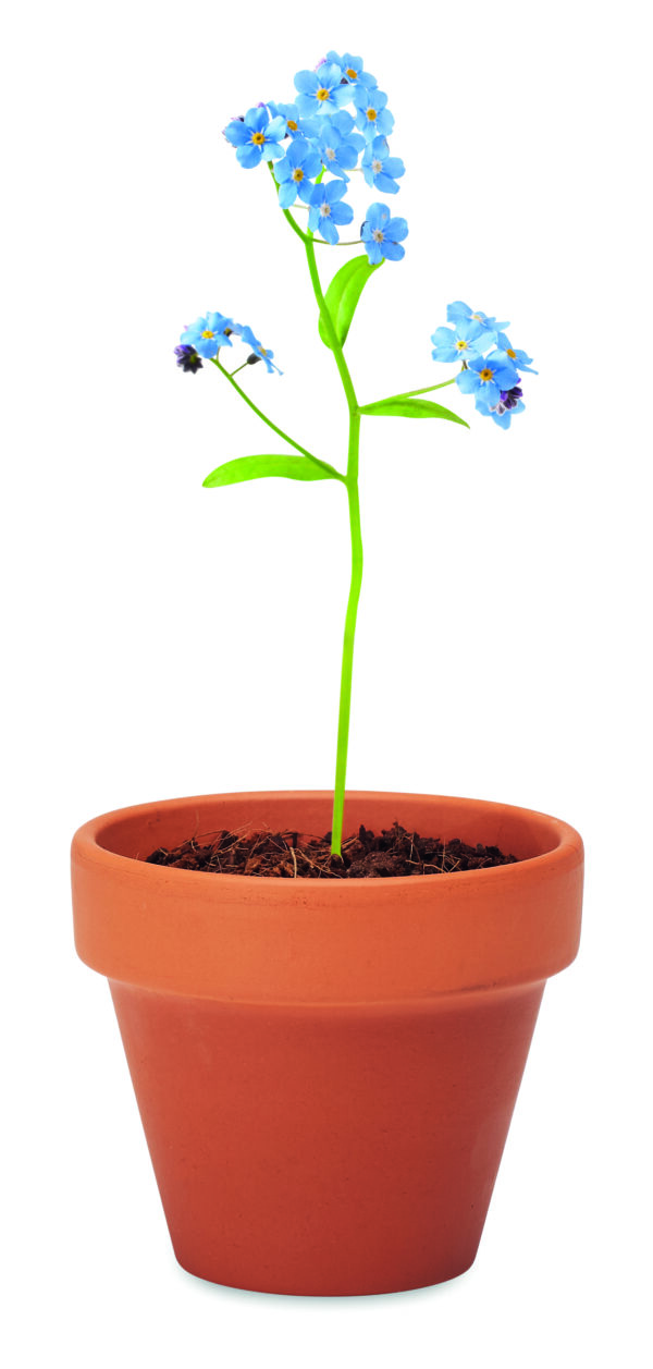 FORGET ME NOT