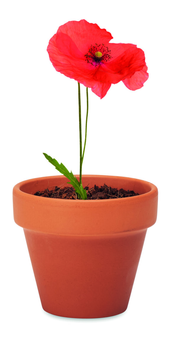 RED POPPY