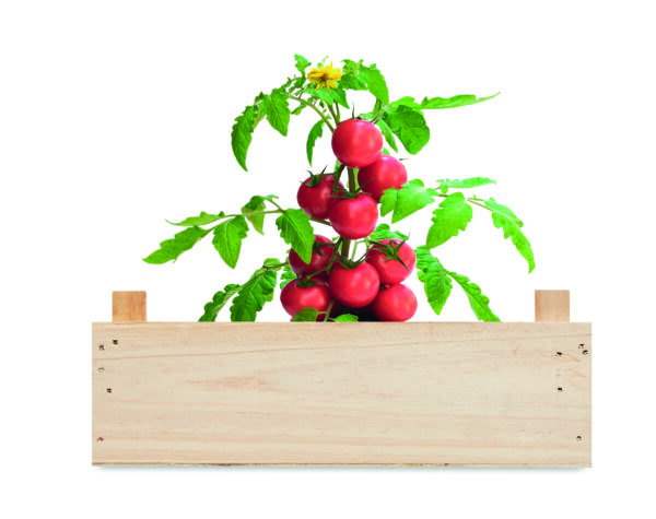 TOMATO