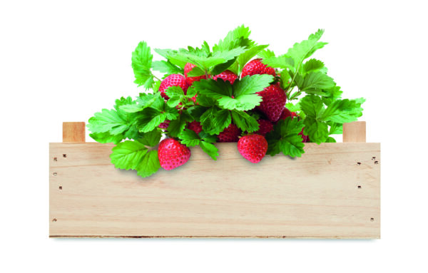STRAWBERRY