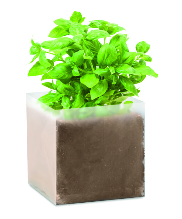 BASIL